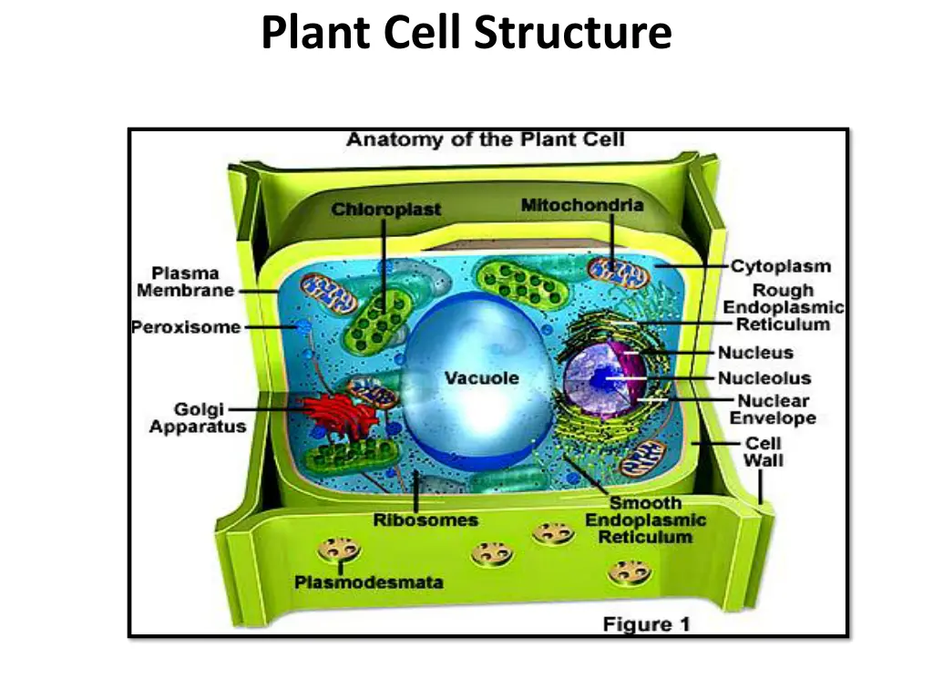 plant cell structure