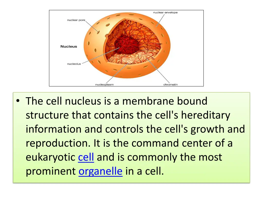 the cell nucleus is a membrane bound structure