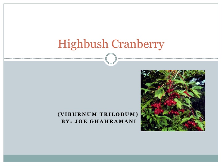 highbush cranberry