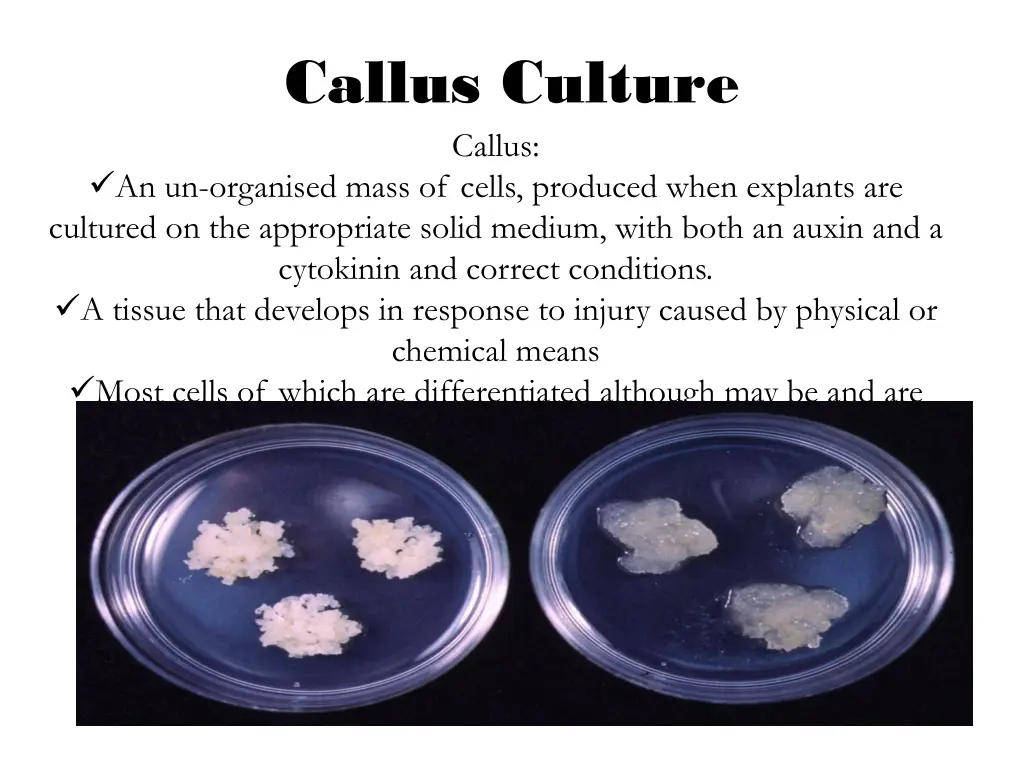 callus culture callus an un organised mass