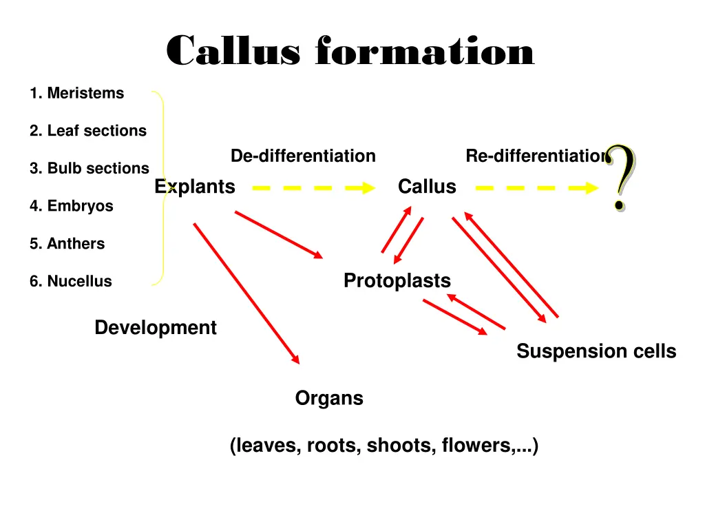 callus formation