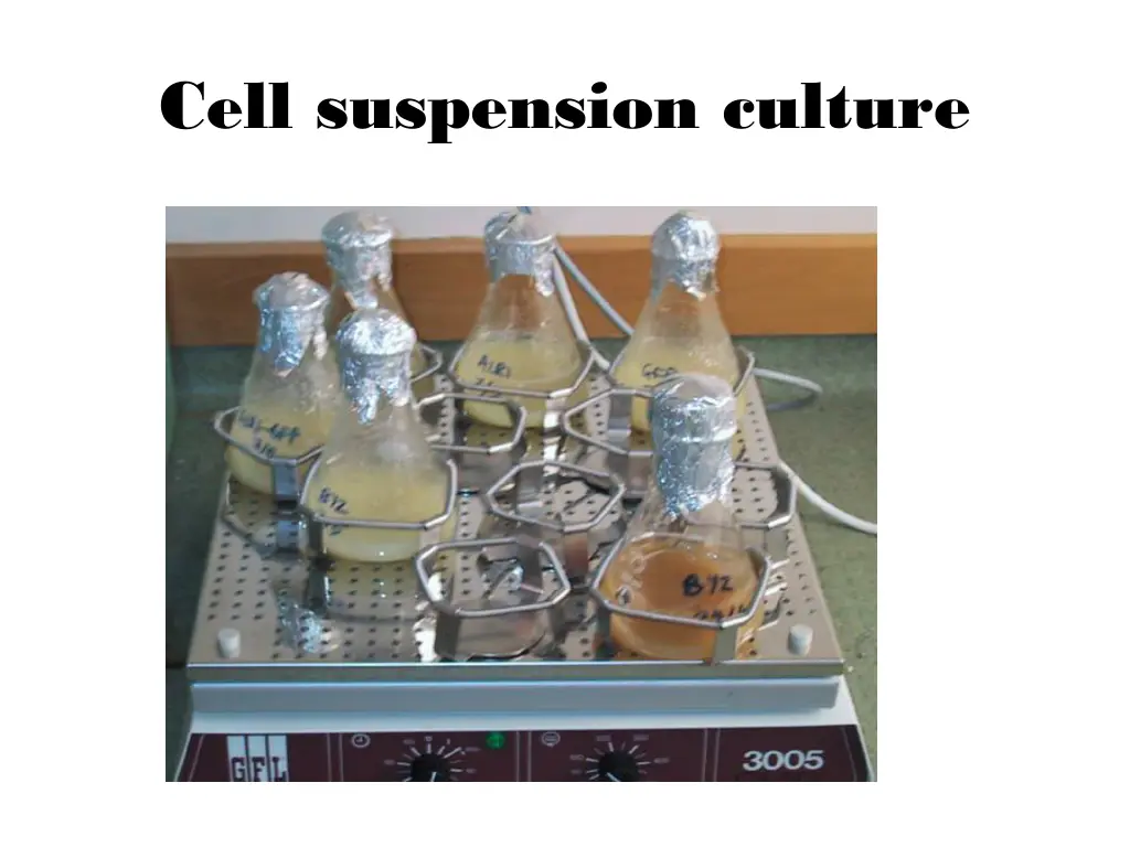 cell suspension culture