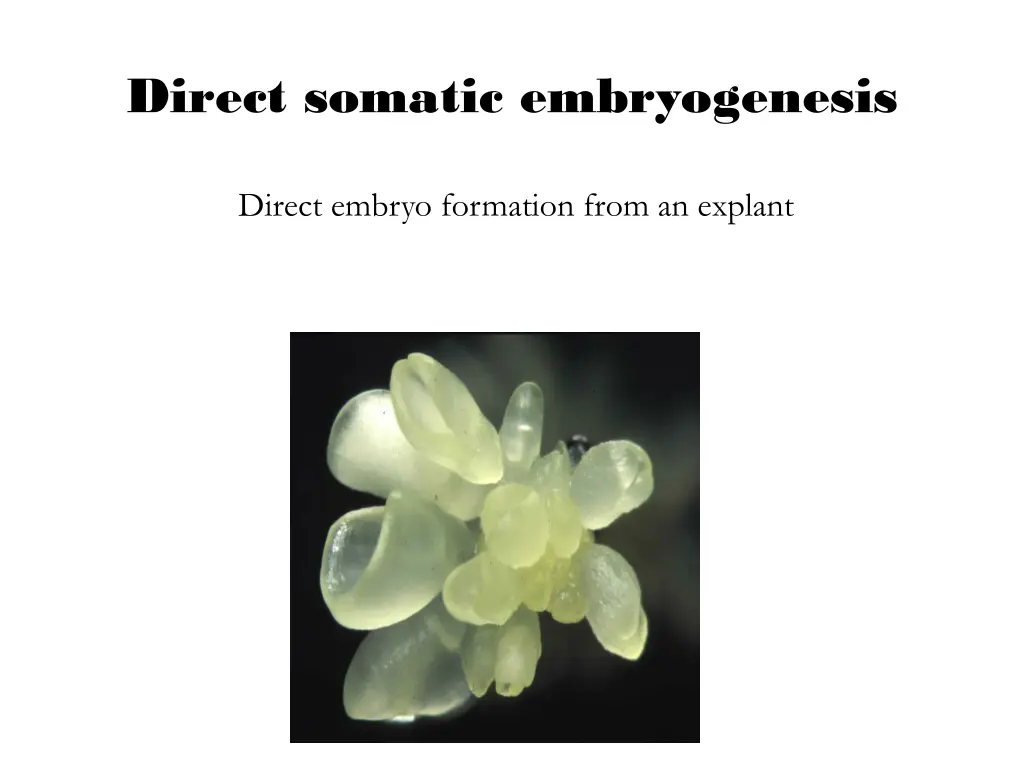 direct somatic embryogenesis