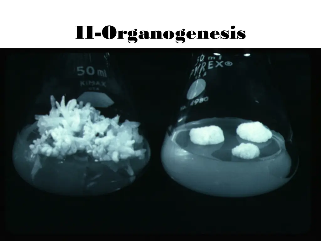 ii organogenesis