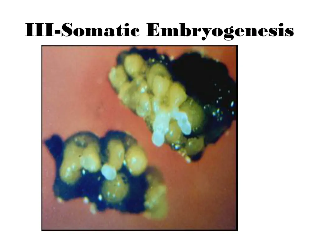 iii somatic embryogenesis