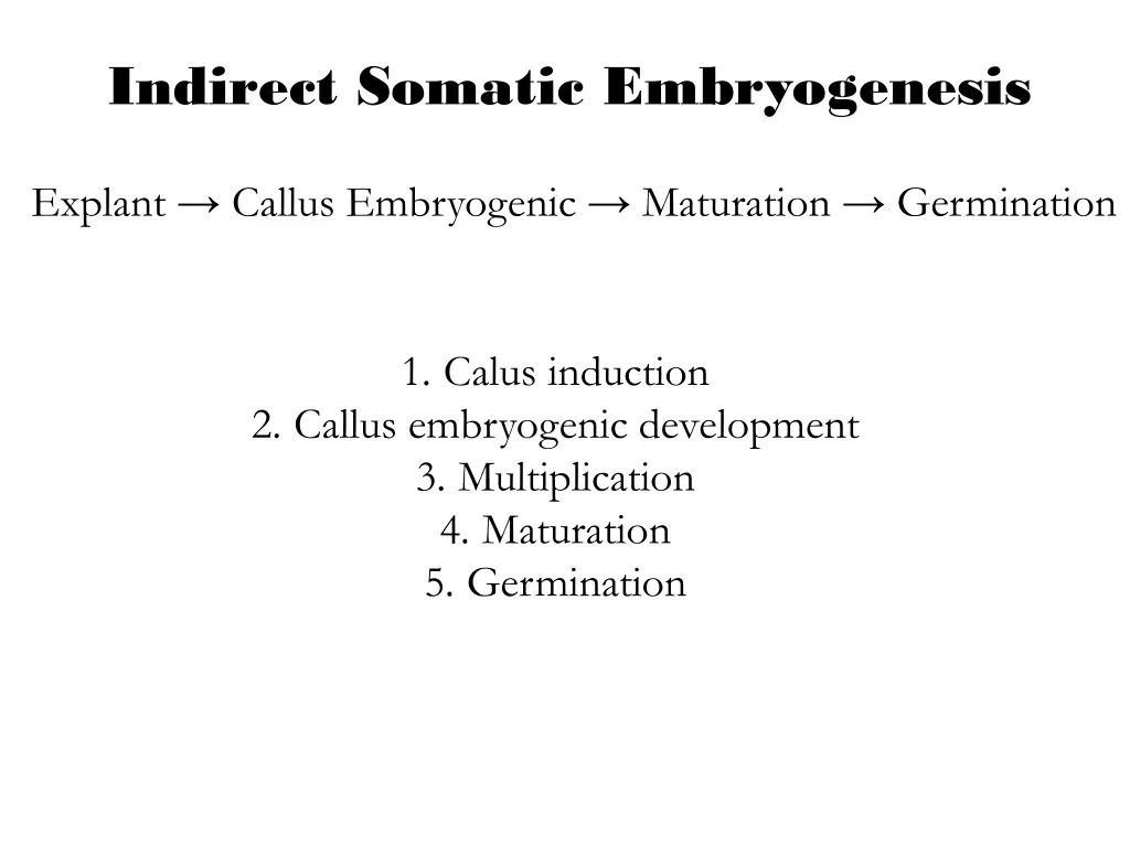 indirect somatic embryogenesis