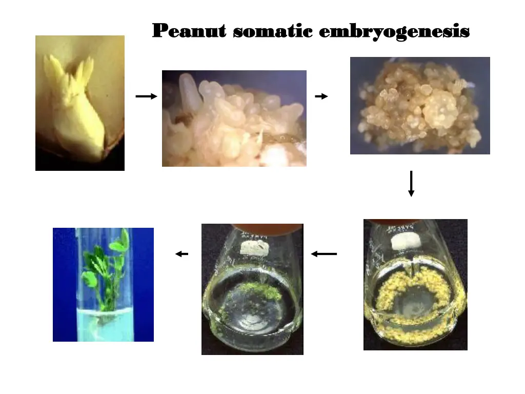 peanut somatic embryogenesis peanut somatic