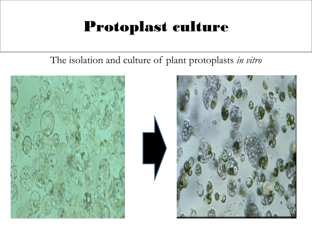 protoplast culture