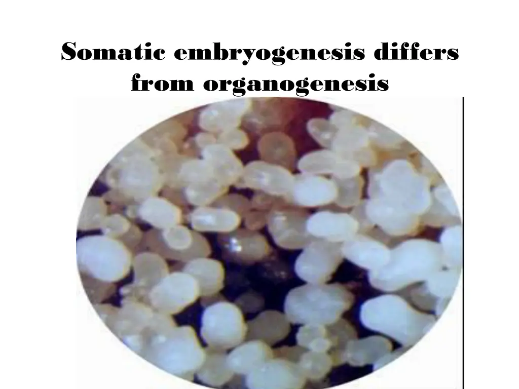 somatic embryogenesis differs from organogenesis