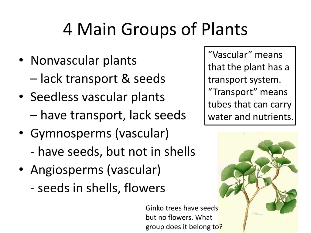 4 main groups of plants