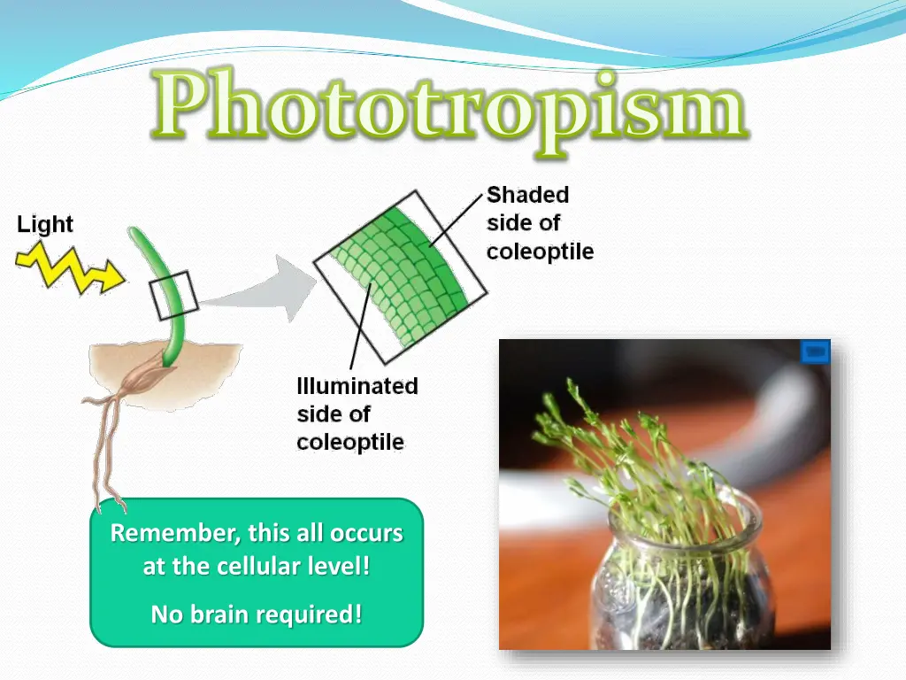 phototropism