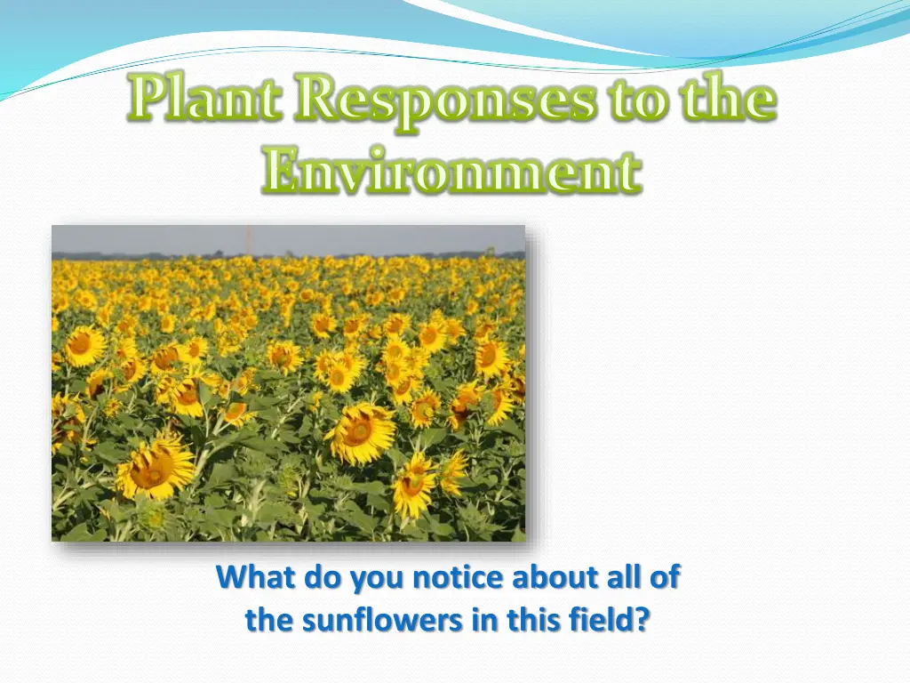 plant responses to the environment