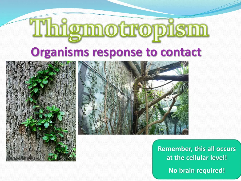 thigmotropism organisms response to contact 1