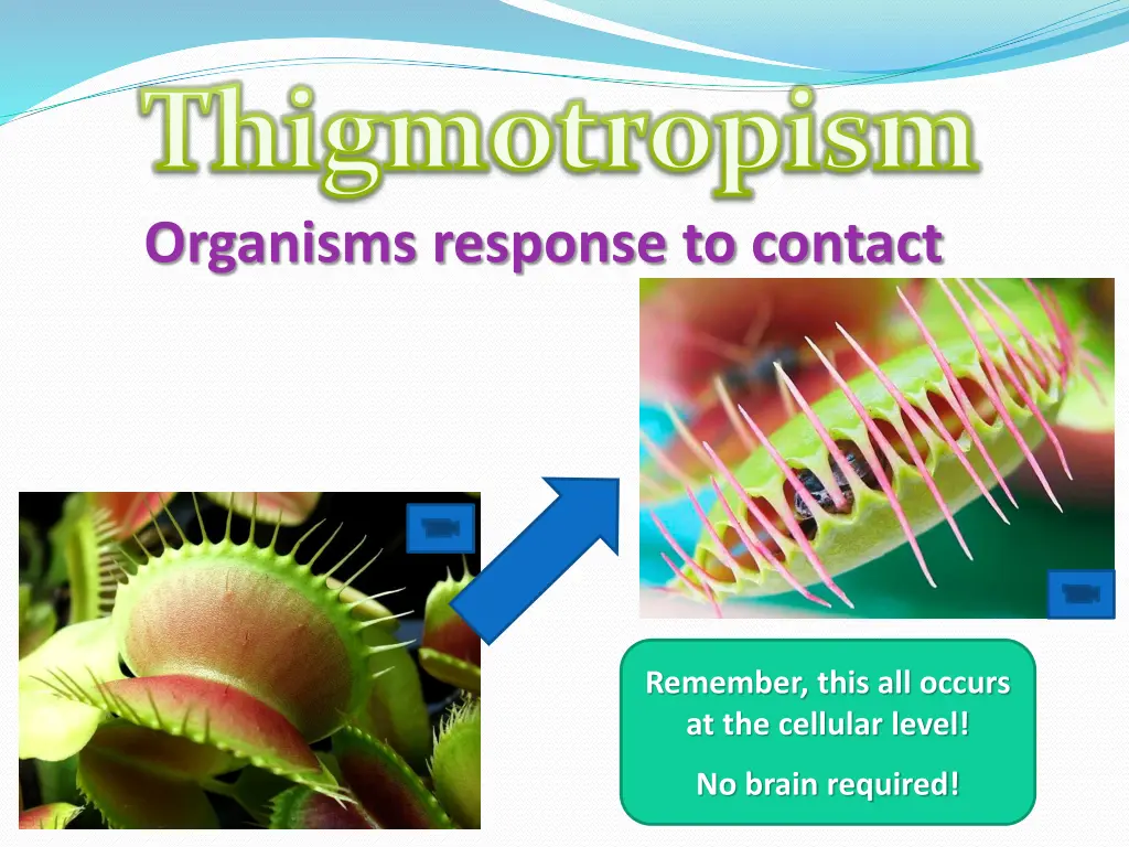 thigmotropism organisms response to contact