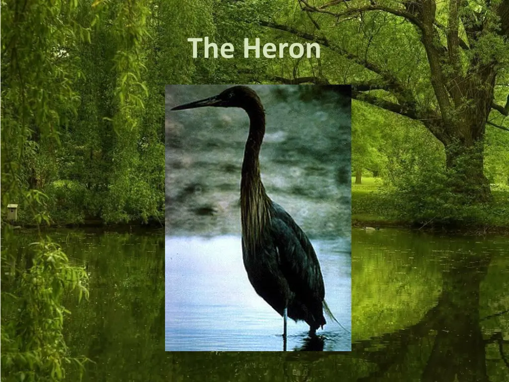 the heron