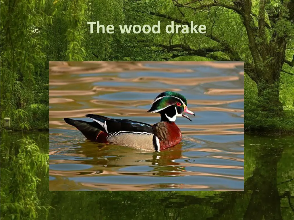 the wood drake