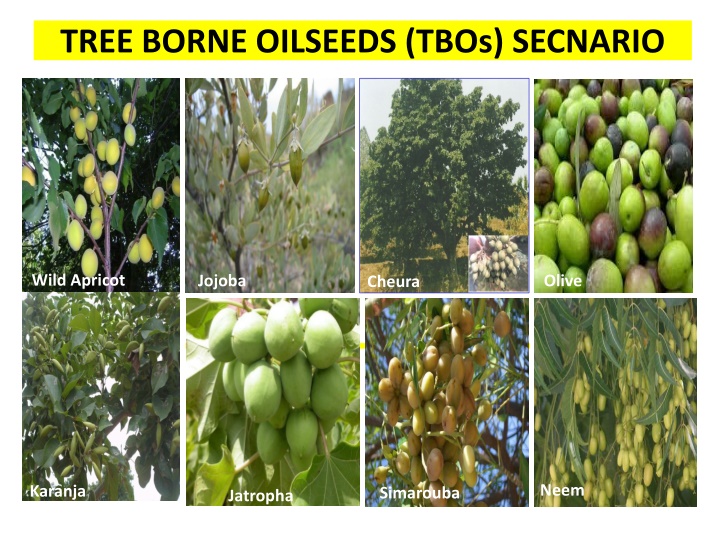 tree borne oilseeds tbos secnario