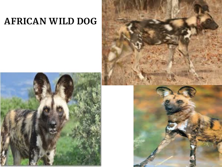 african wild dog