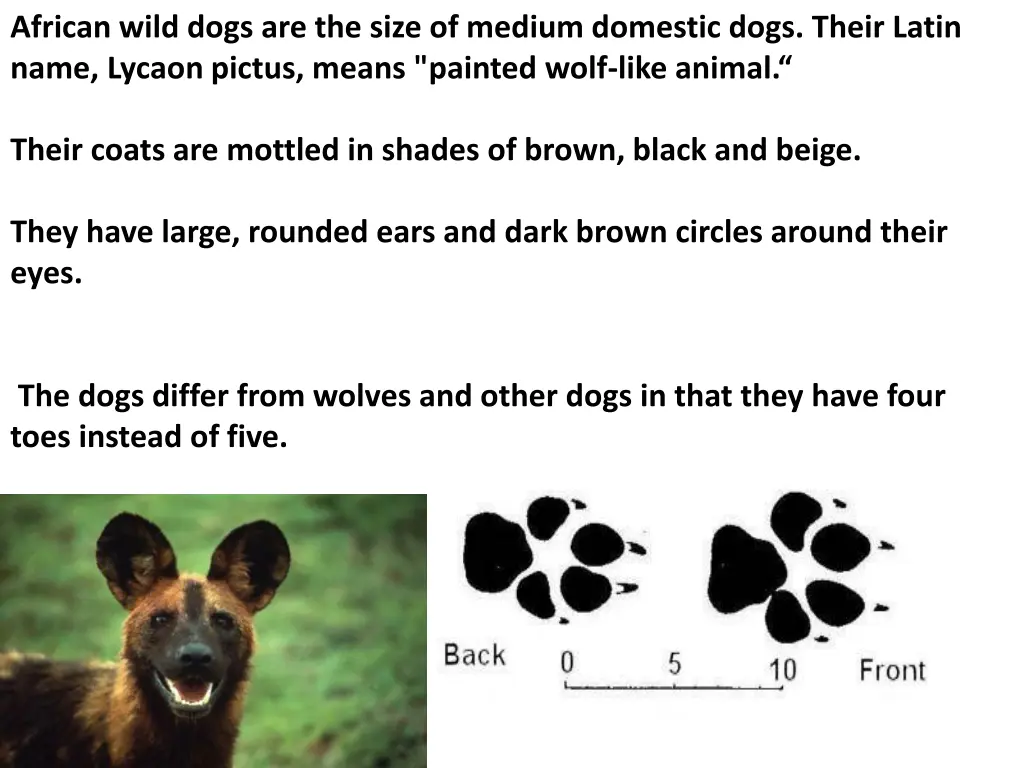 african wild dogs are the size of medium domestic