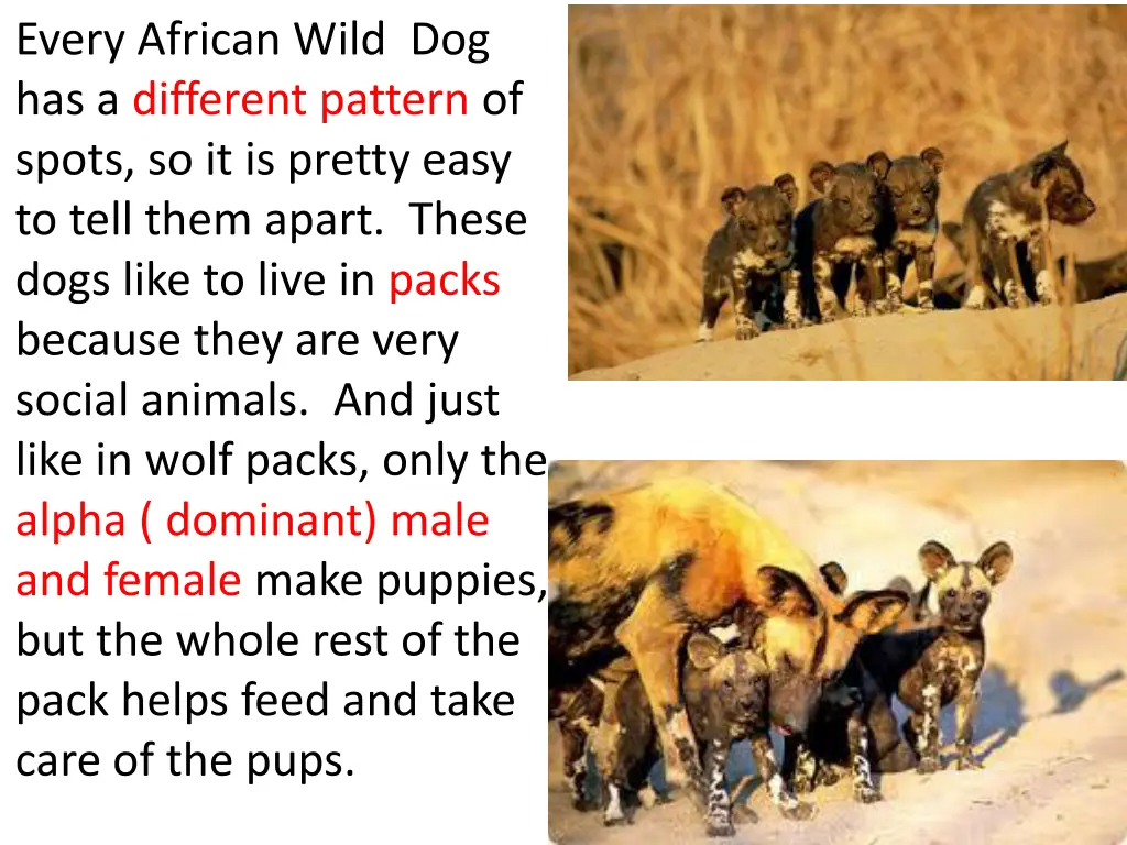 every african wild dog has a different pattern