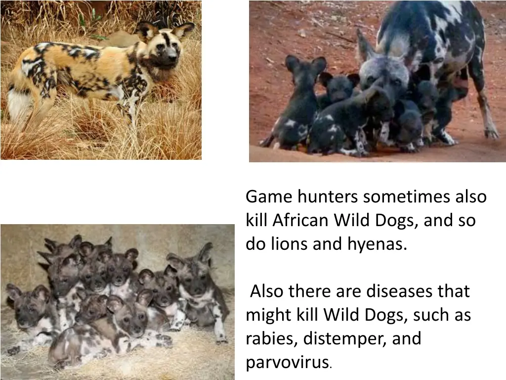 game hunters sometimes also kill african wild