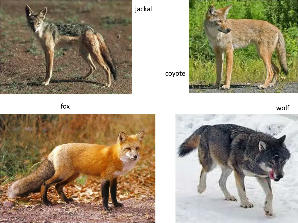 jackal