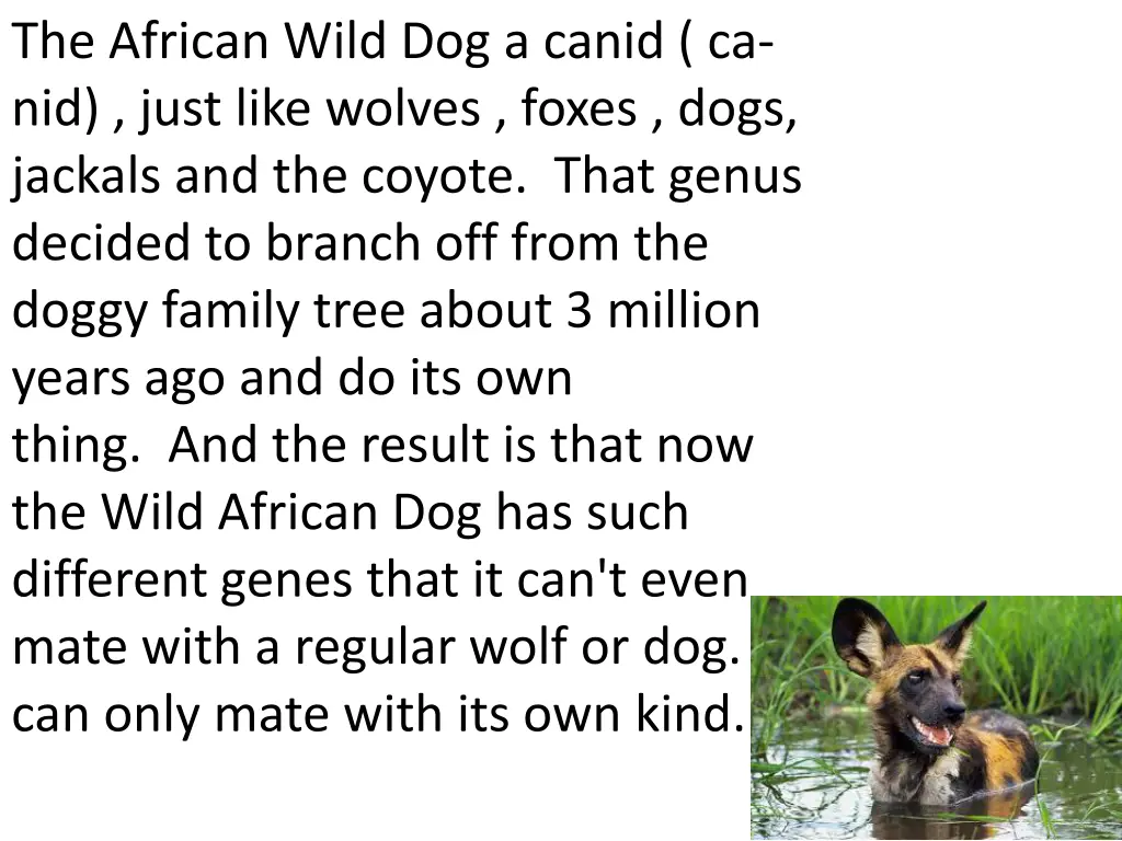 the african wild dog a canid ca nid just like