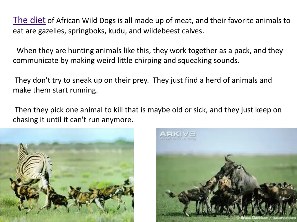 the diet of african wild dogs is all made