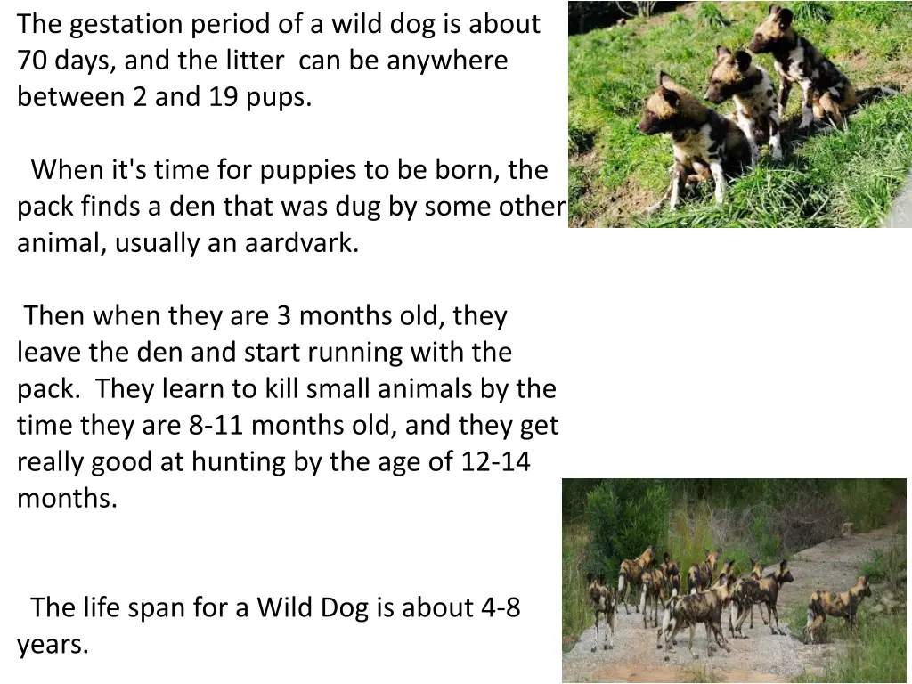 the gestation period of a wild dog is about