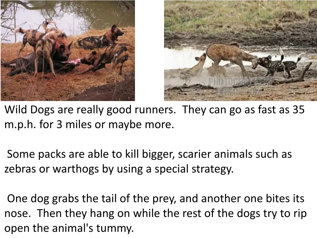 wild dogs are really good runners they