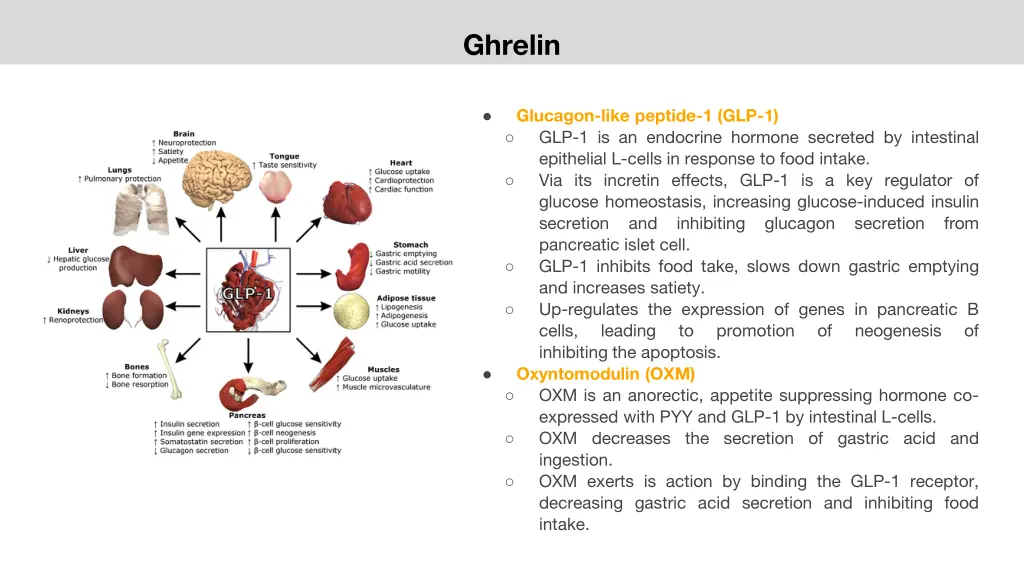 ghrelin 2