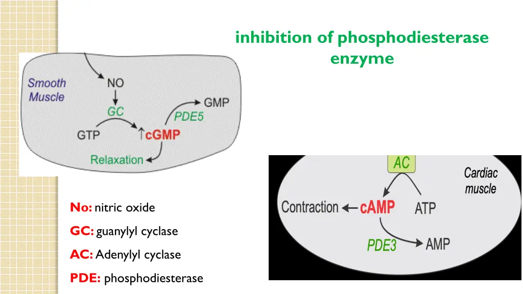 inhibition of phosphodiesterase enzyme