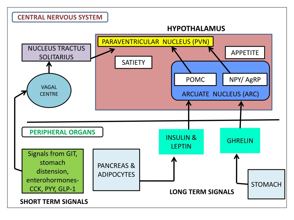 central nervous system