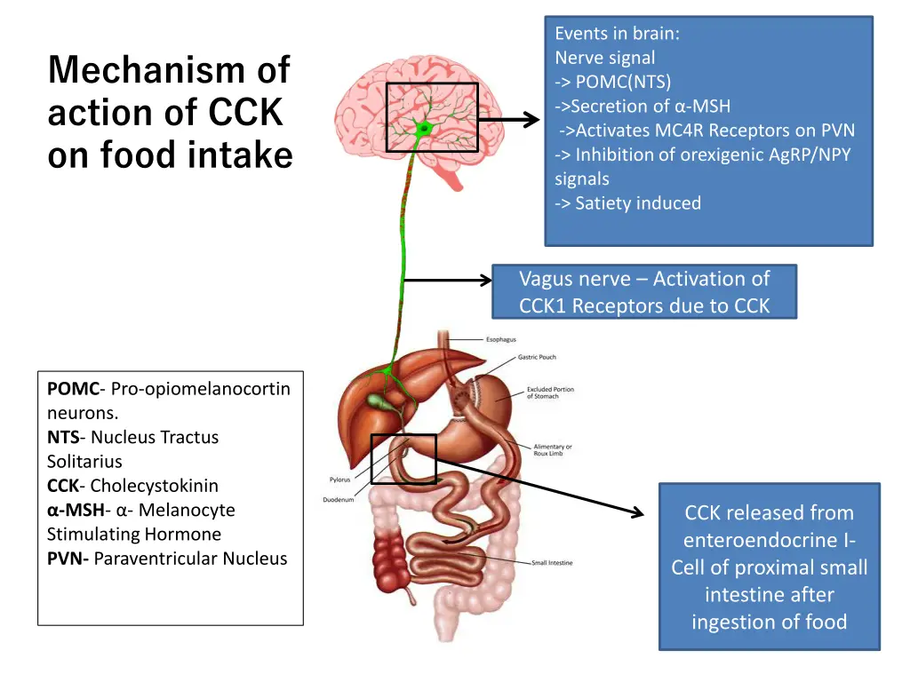 events in brain nerve signal pomc nts secretion