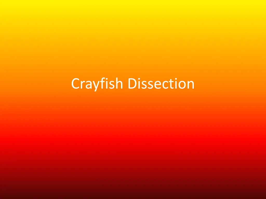 crayfish dissection