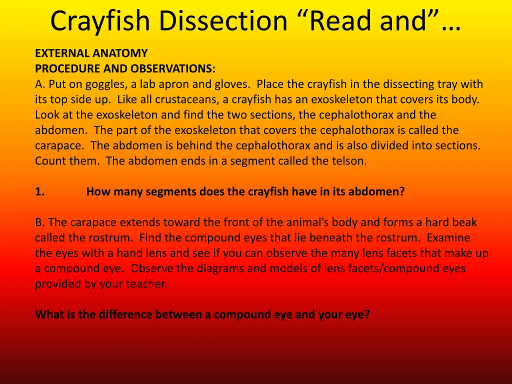 crayfish dissection read and