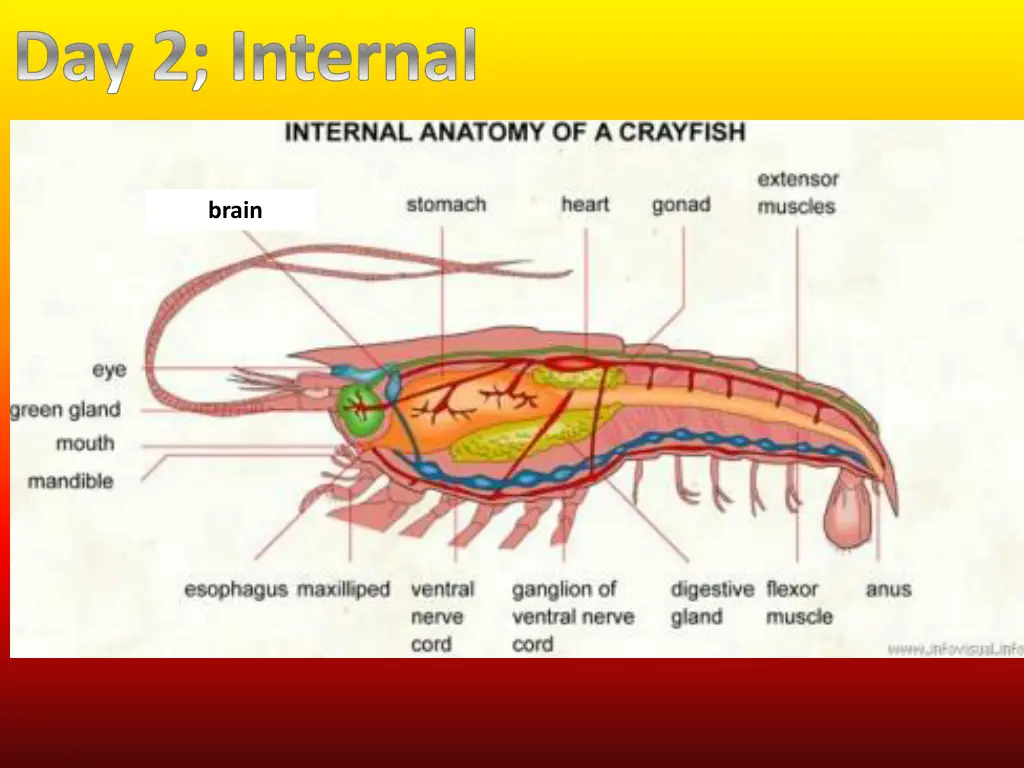 day 2 internal 2