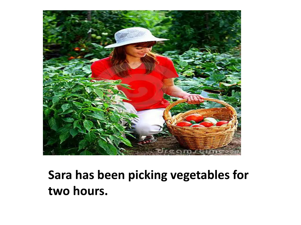 sara has been picking vegetables for two hours