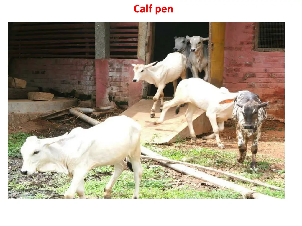 calf pen