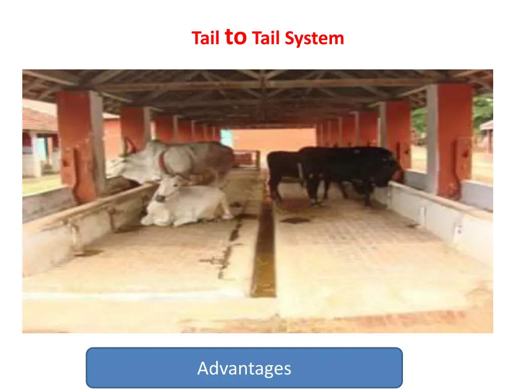 tail to tail system