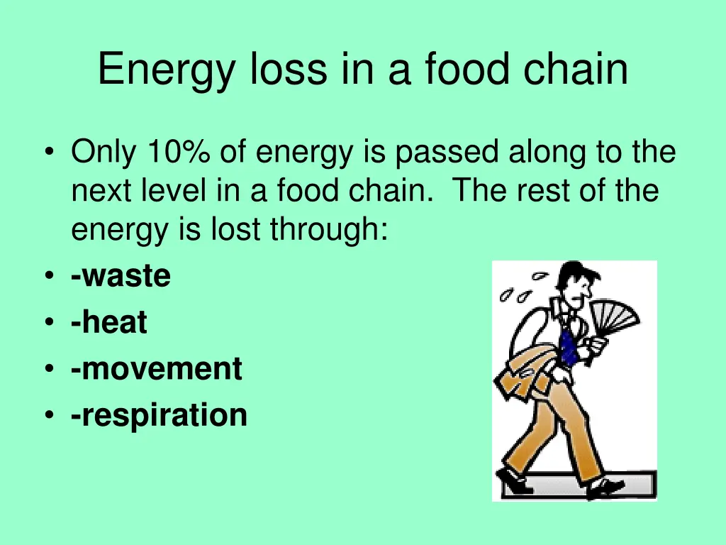 energy loss in a food chain