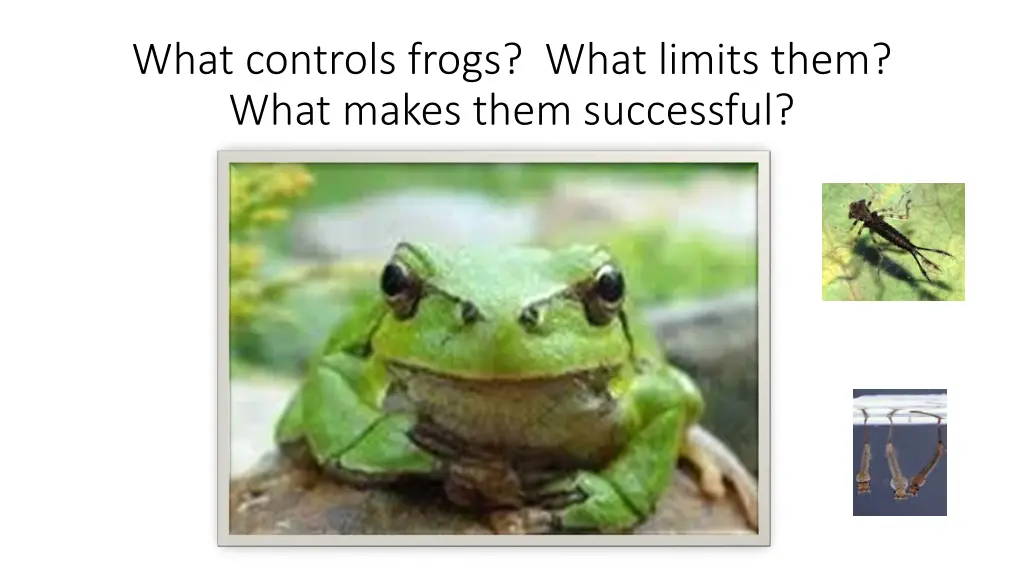 what controls frogs what limits them what makes