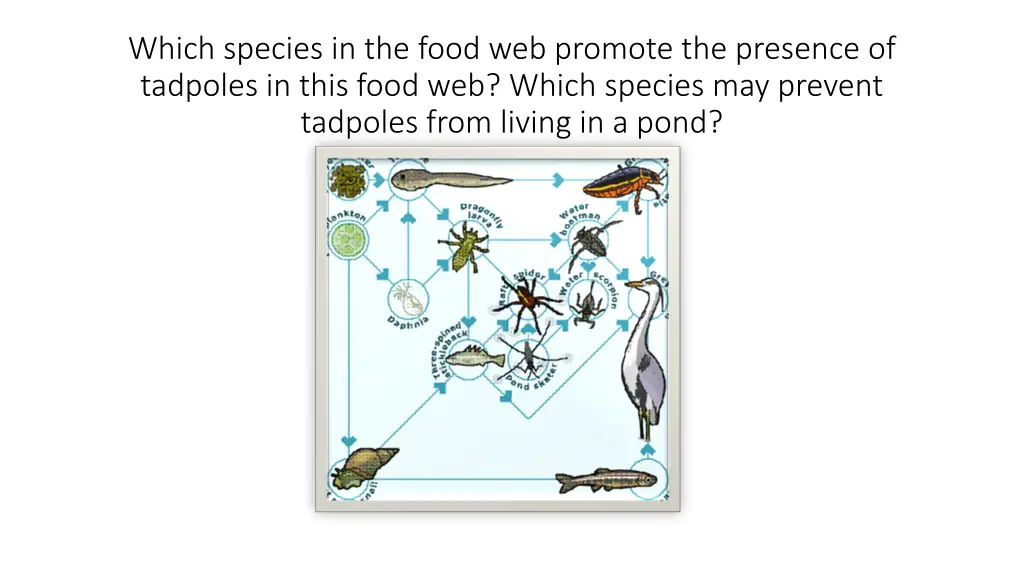 which species in the food web promote