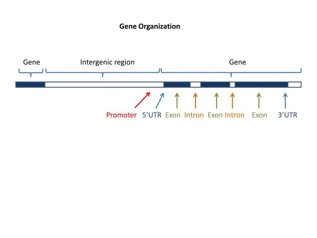 gene organization 1