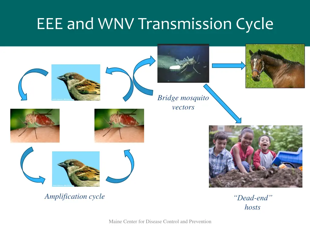 eee and wnv transmission cycle