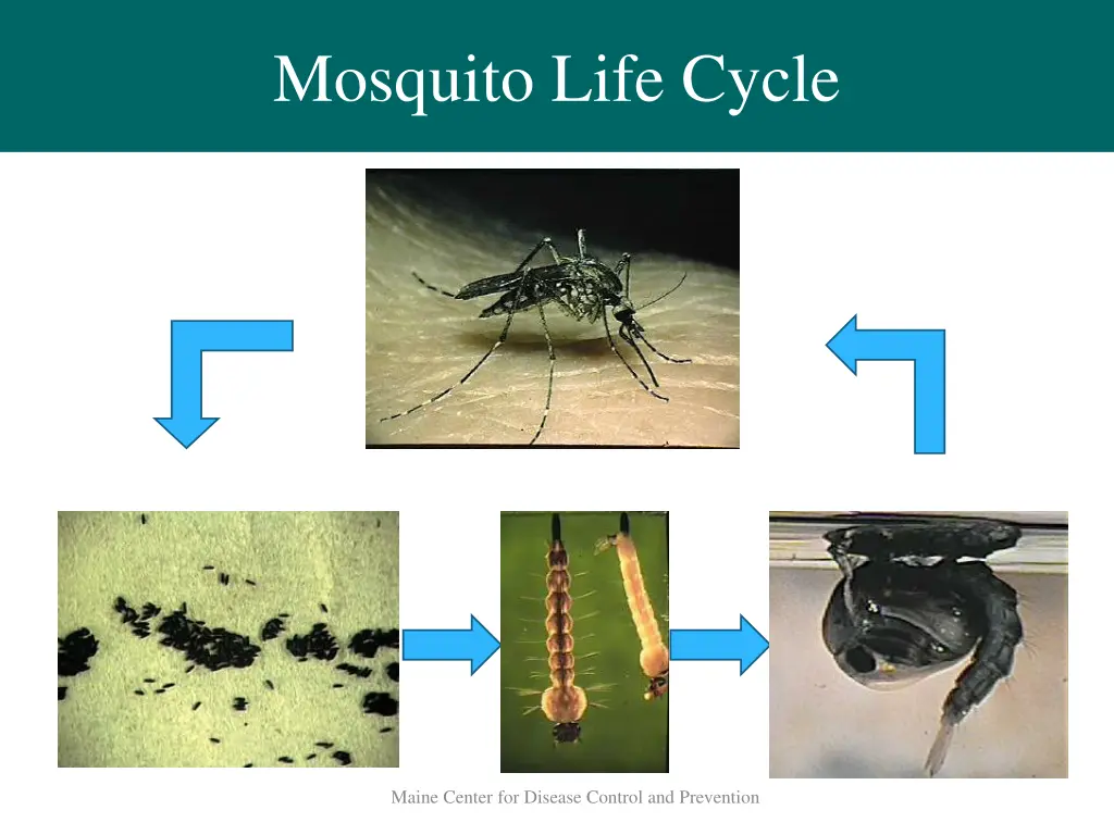 mosquito life cycle