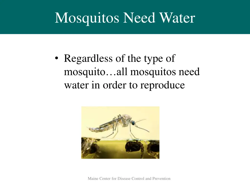 mosquitos need water