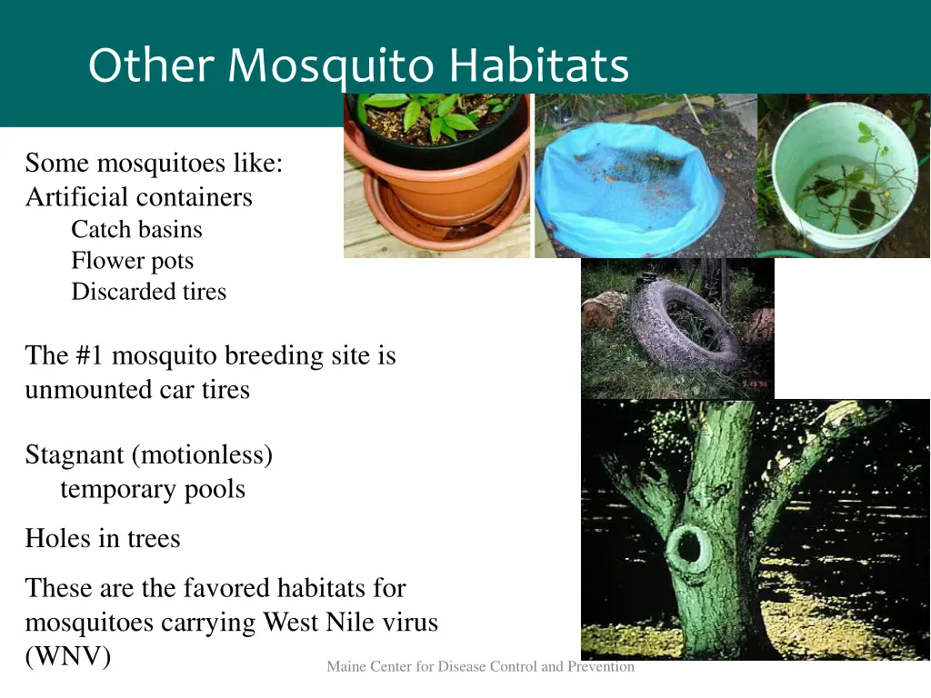 other mosquito habitats