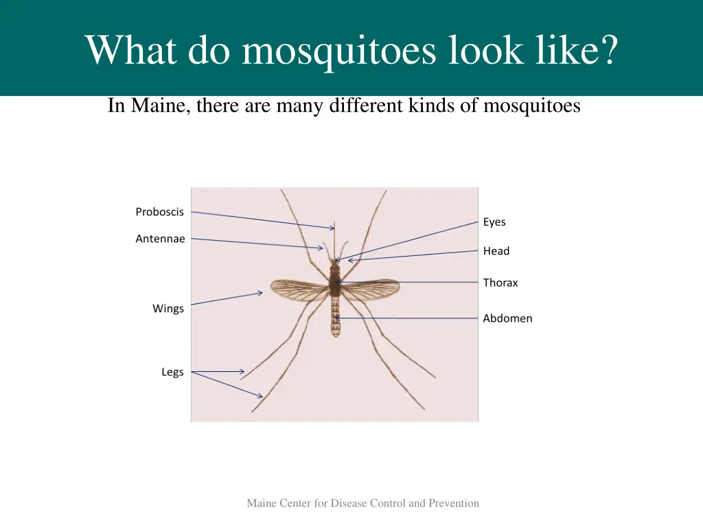 what do mosquitoes look like