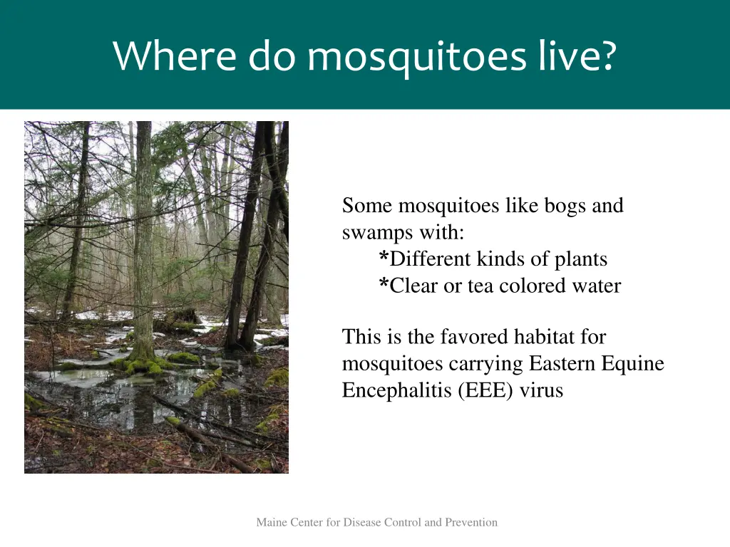 where do mosquitoes live